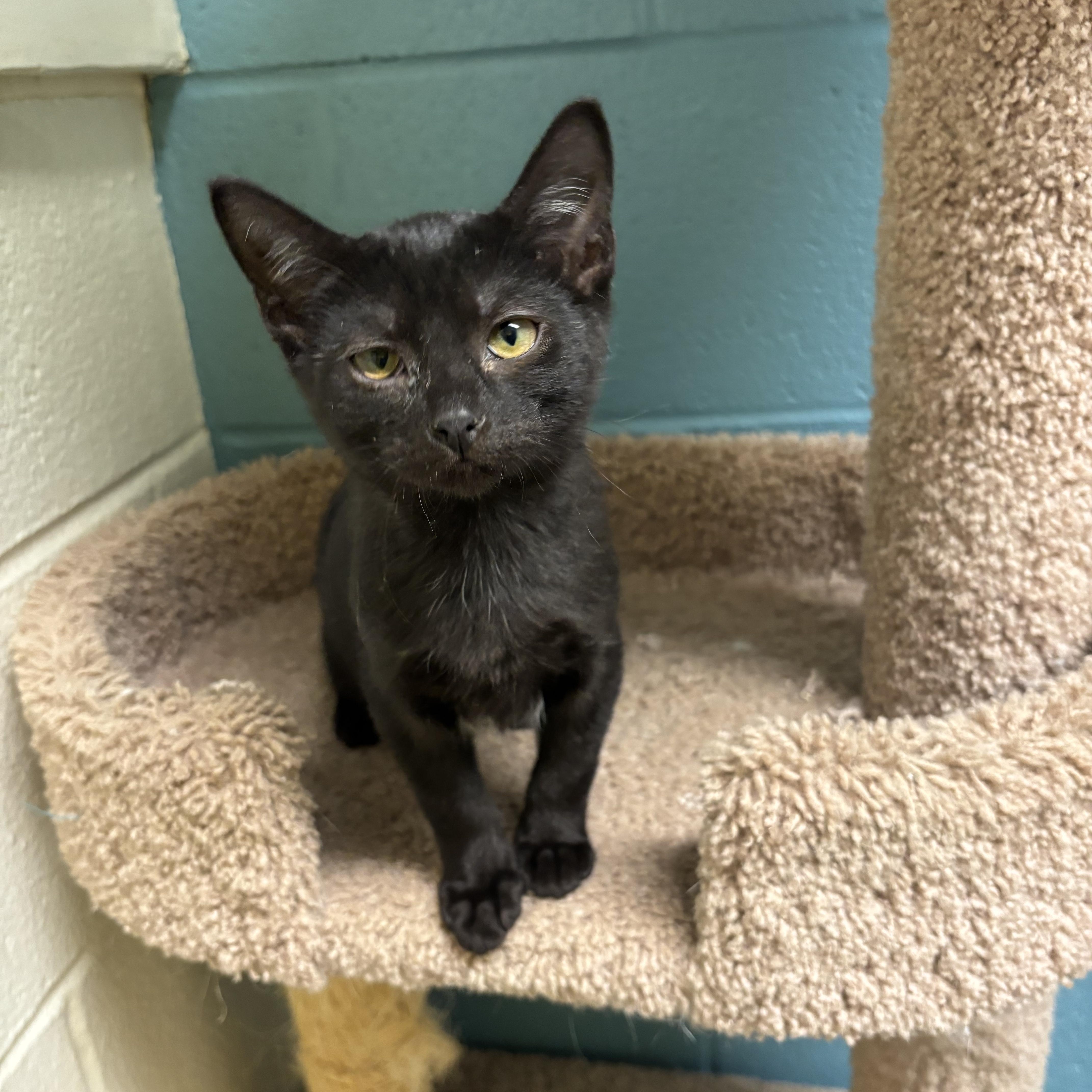 Enlarge Soot, a Adoptable mixed breed in Gladstone, MO image 1/1