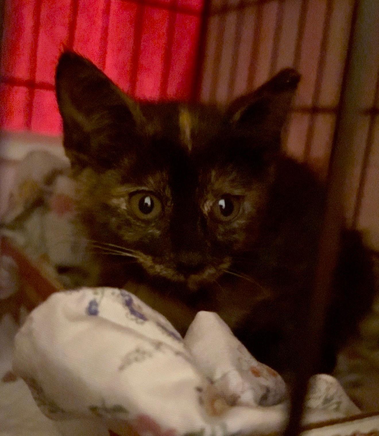 Lulla, Adoptable, Kitten Female Tortoiseshell.
