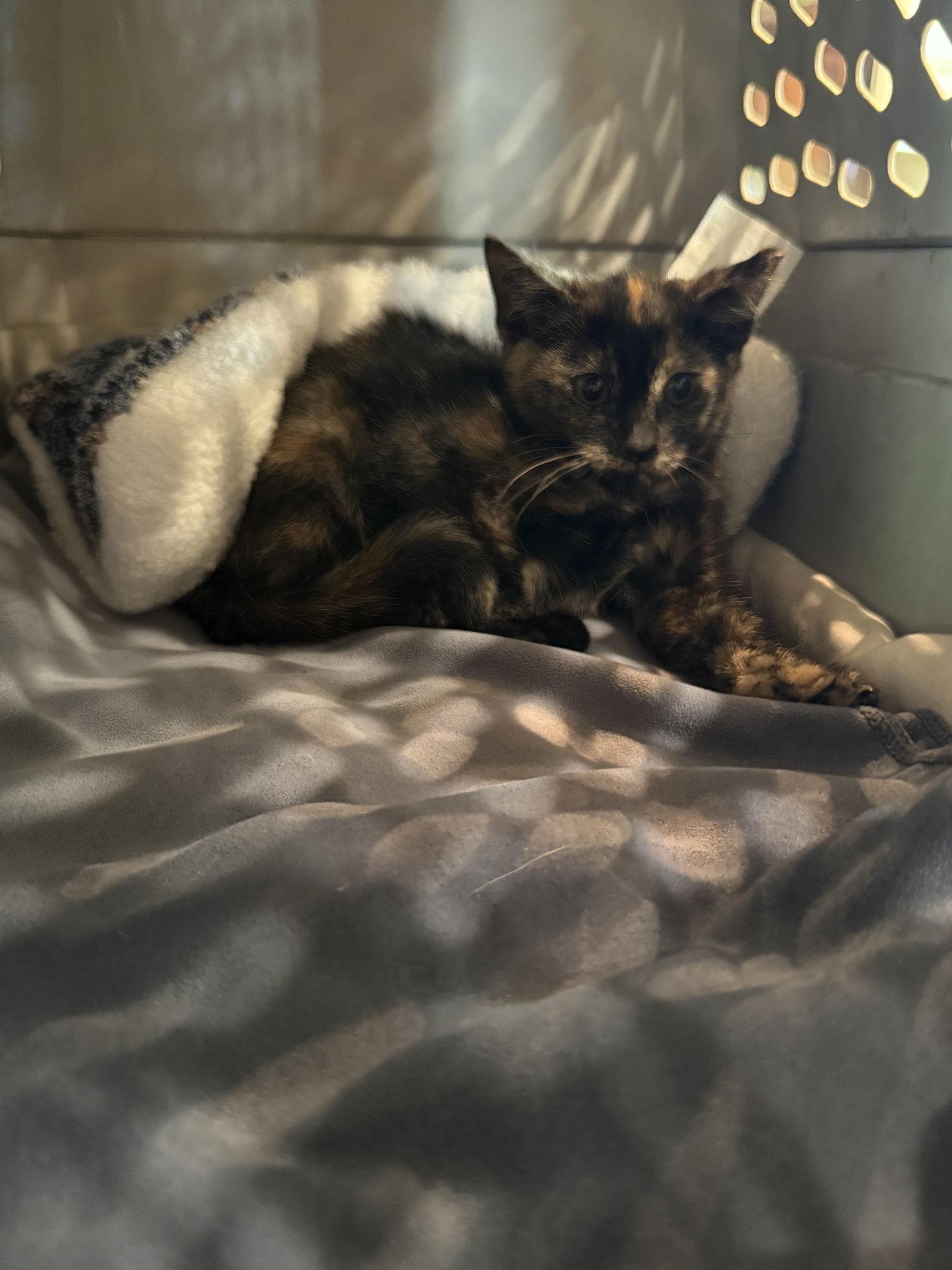 Enlarge Lulla, a Adoptable Tortoiseshell in Phoenix, AZ image 2/2