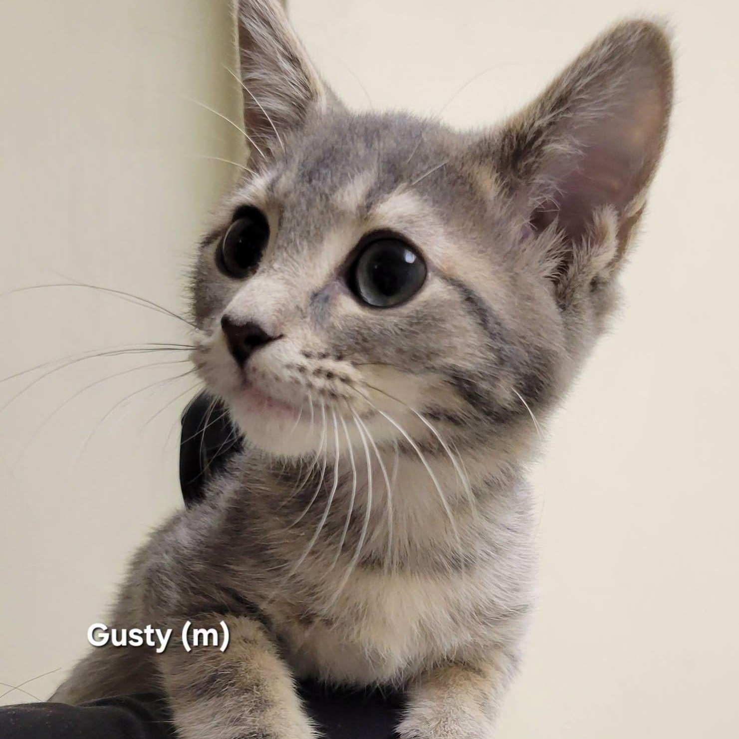 Gusty, Adopted, Kitten Male Domestic Short Hair.