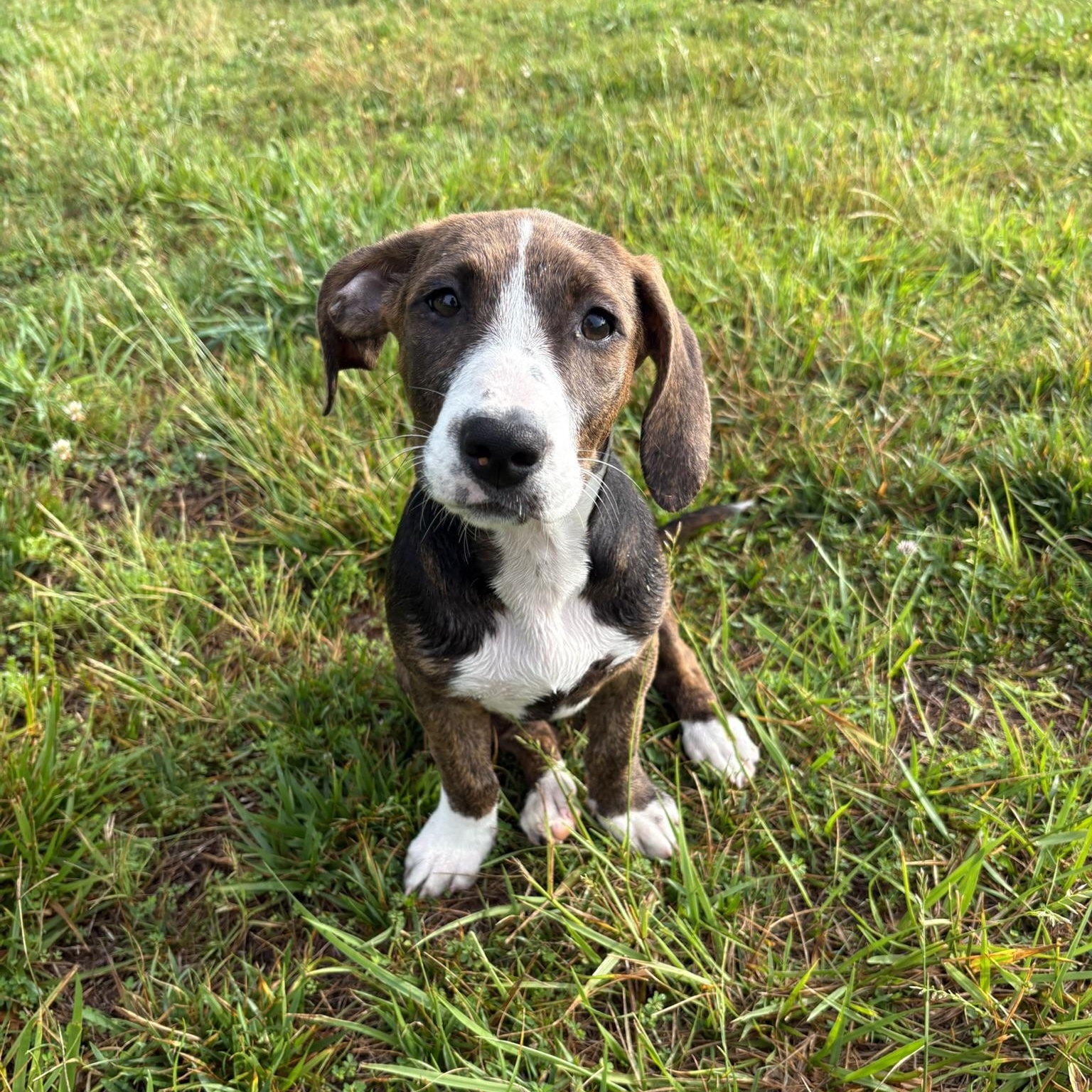 Enlarge Sloane, a Adoptable mixed breed in Charlotte, NC image 3/4
