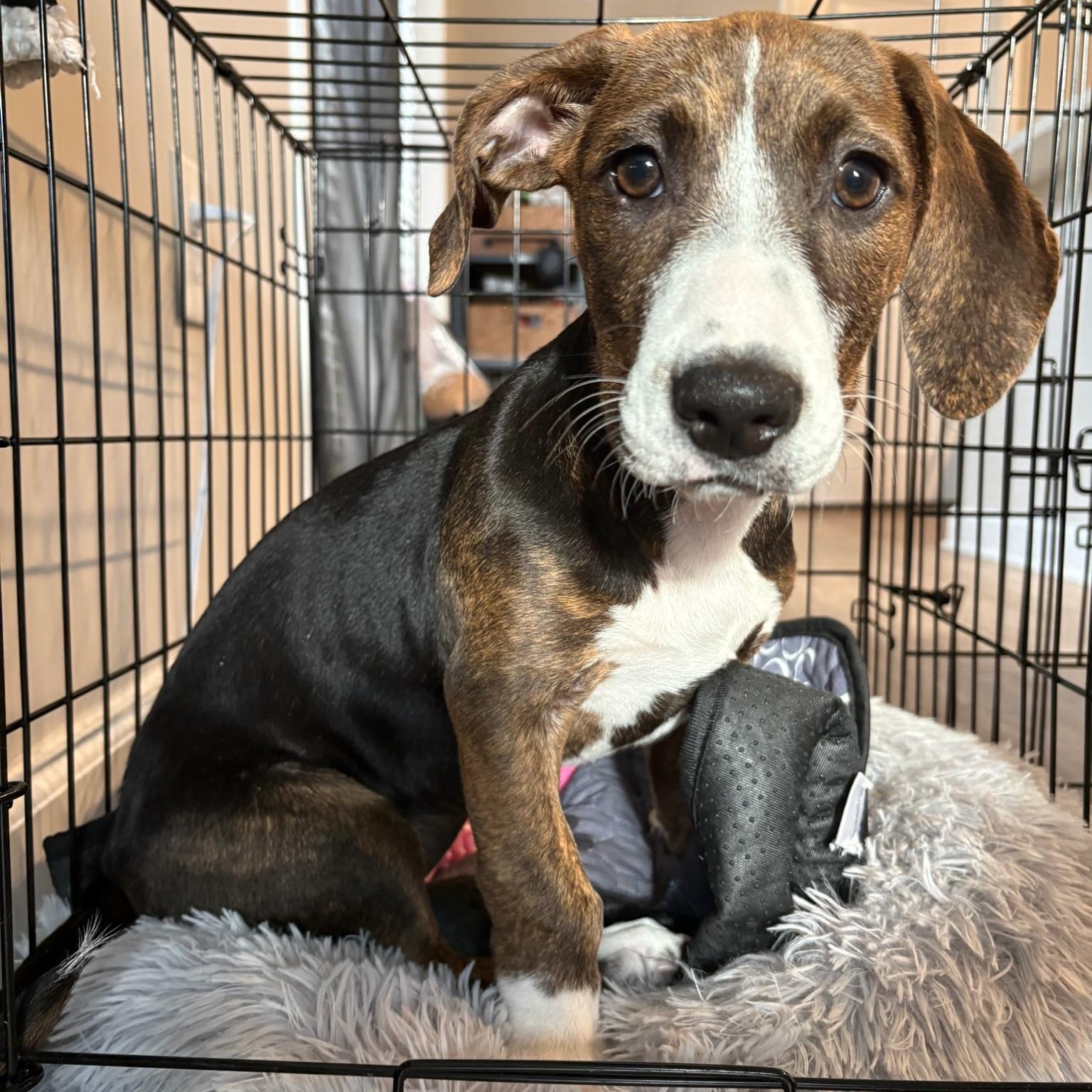 Sloane, Adoptable, Puppy Female Hound.