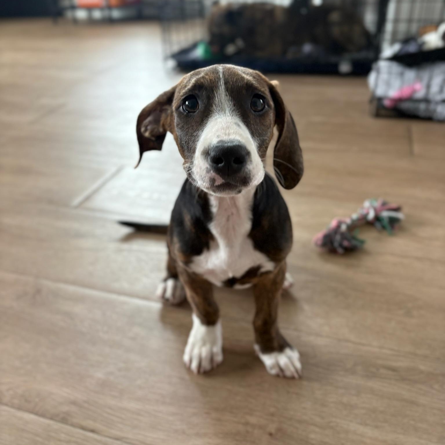 Enlarge Sloane, a Adoptable mixed breed in Charlotte, NC image 2/4