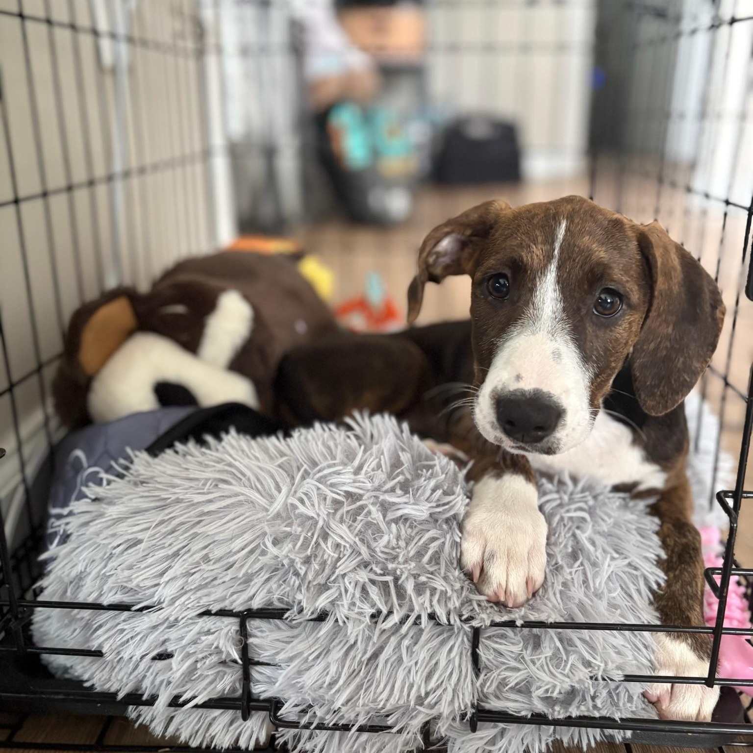 Enlarge Sloane, a Adoptable mixed breed in Charlotte, NC image 4/4