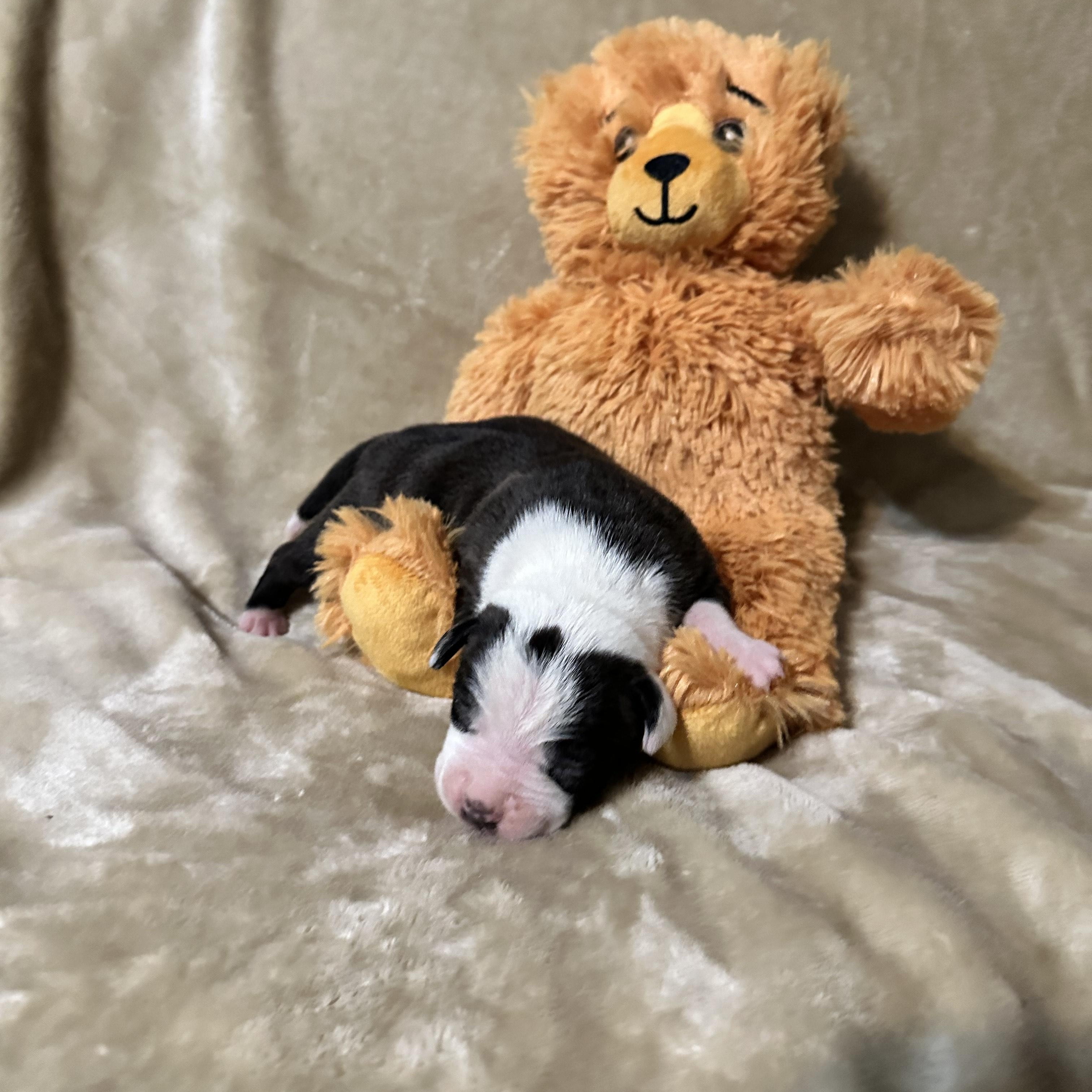 Enlarge Hank, a Adoptable mixed breed in SACRAMENTO, CA image 5/6