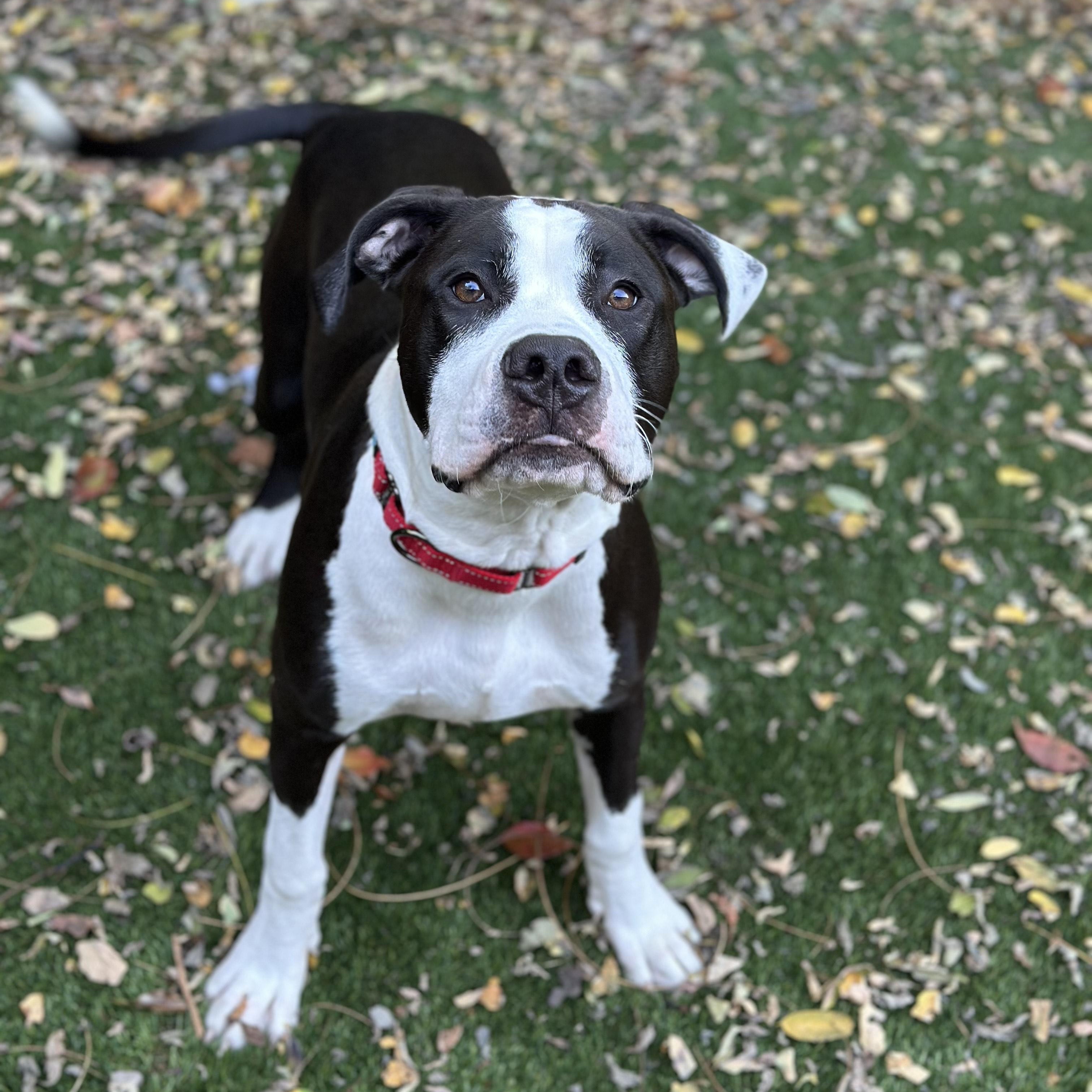 Enlarge Hank, a Adoptable mixed breed in SACRAMENTO, CA image 2/6