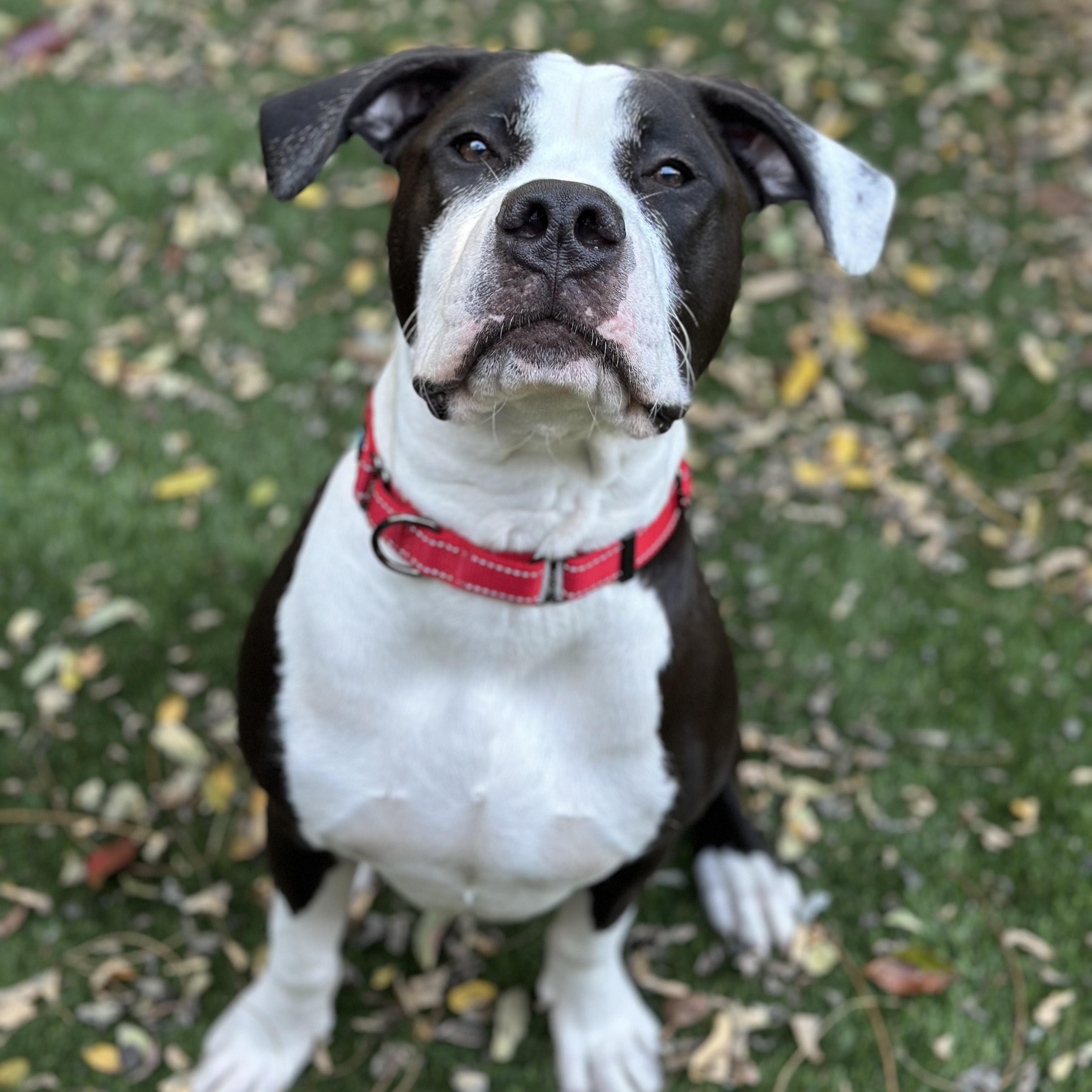 Enlarge Hank, a Adoptable mixed breed in SACRAMENTO, CA image 1/6