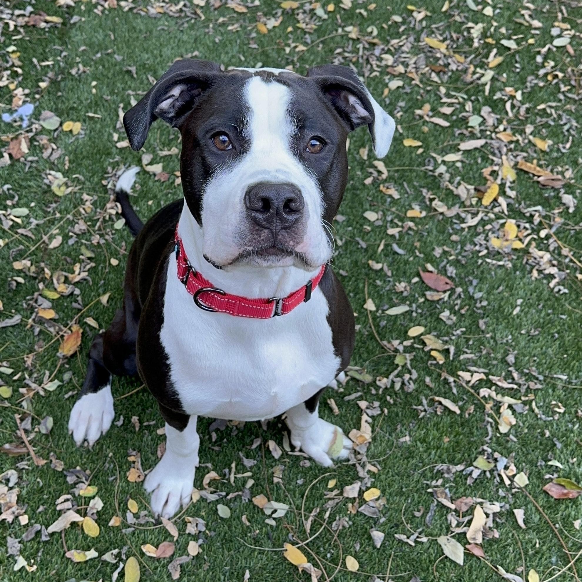 Enlarge Hank, a Adoptable mixed breed in SACRAMENTO, CA image 3/6