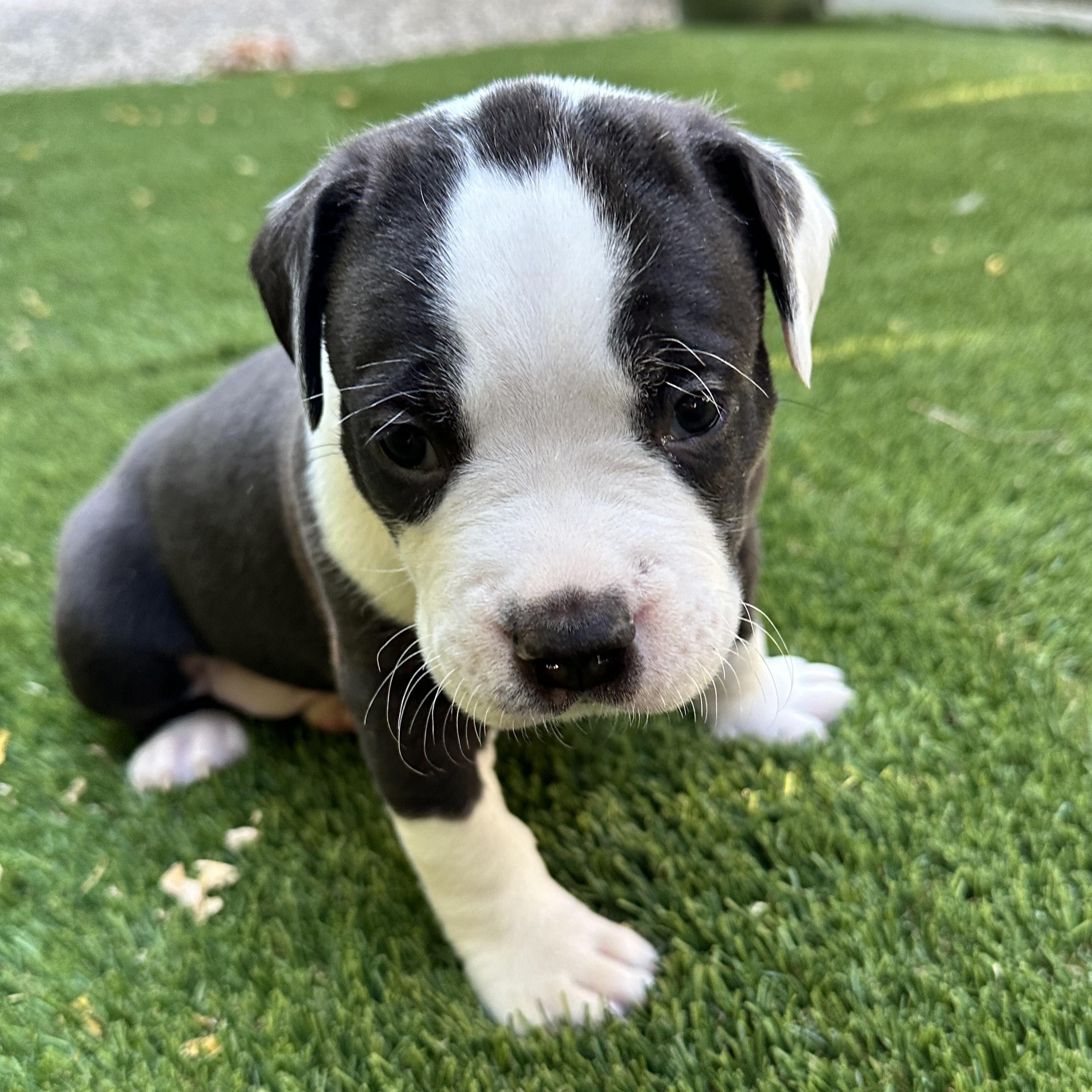 Enlarge Hank, a Adoptable mixed breed in SACRAMENTO, CA image 4/6