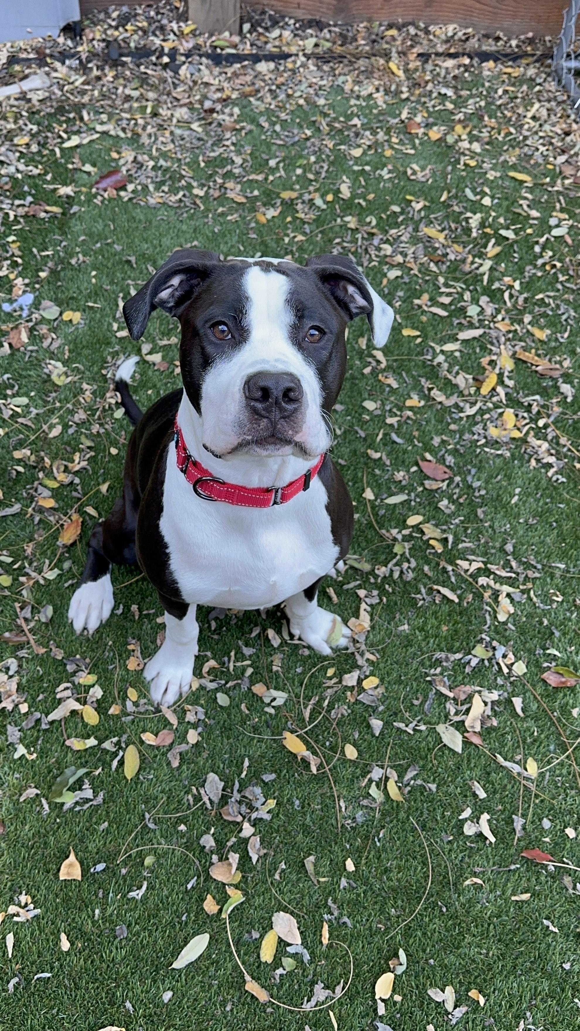 Enlarge Hank, a Adoptable mixed breed in SACRAMENTO, CA image 6/6