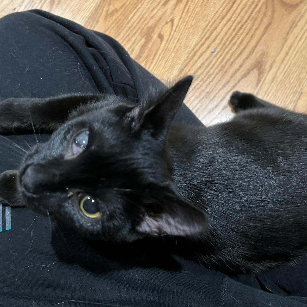 Kaleen, Adoptable, Young Female Domestic Short Hair.