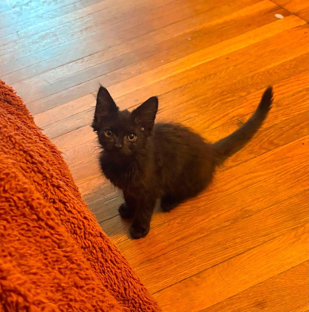 Felicola (Felix), Adoptable, Kitten Male Domestic Short Hair.