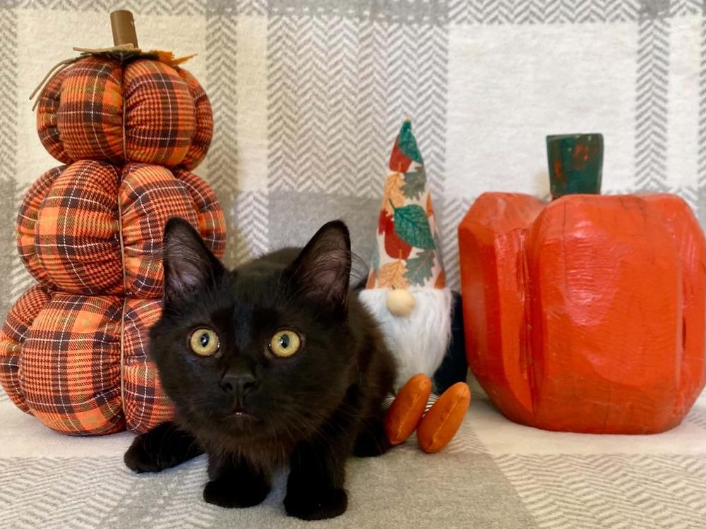 Enlarge Felicola (Felix), a Adoptable Domestic Short Hair in Milton, DE image 2/5