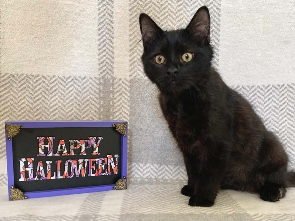 Enlarge Felicola (Felix), a Adoptable Domestic Short Hair in Milton, DE image 3/5