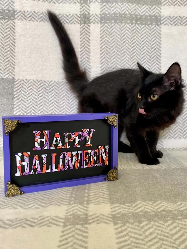 Enlarge Felicola (Felix), a Adoptable Domestic Short Hair in Milton, DE image 4/5