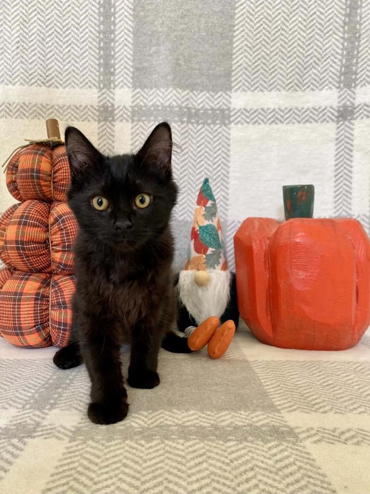 Enlarge Felicola (Felix), a Adoptable Domestic Short Hair in Milton, DE image 5/5