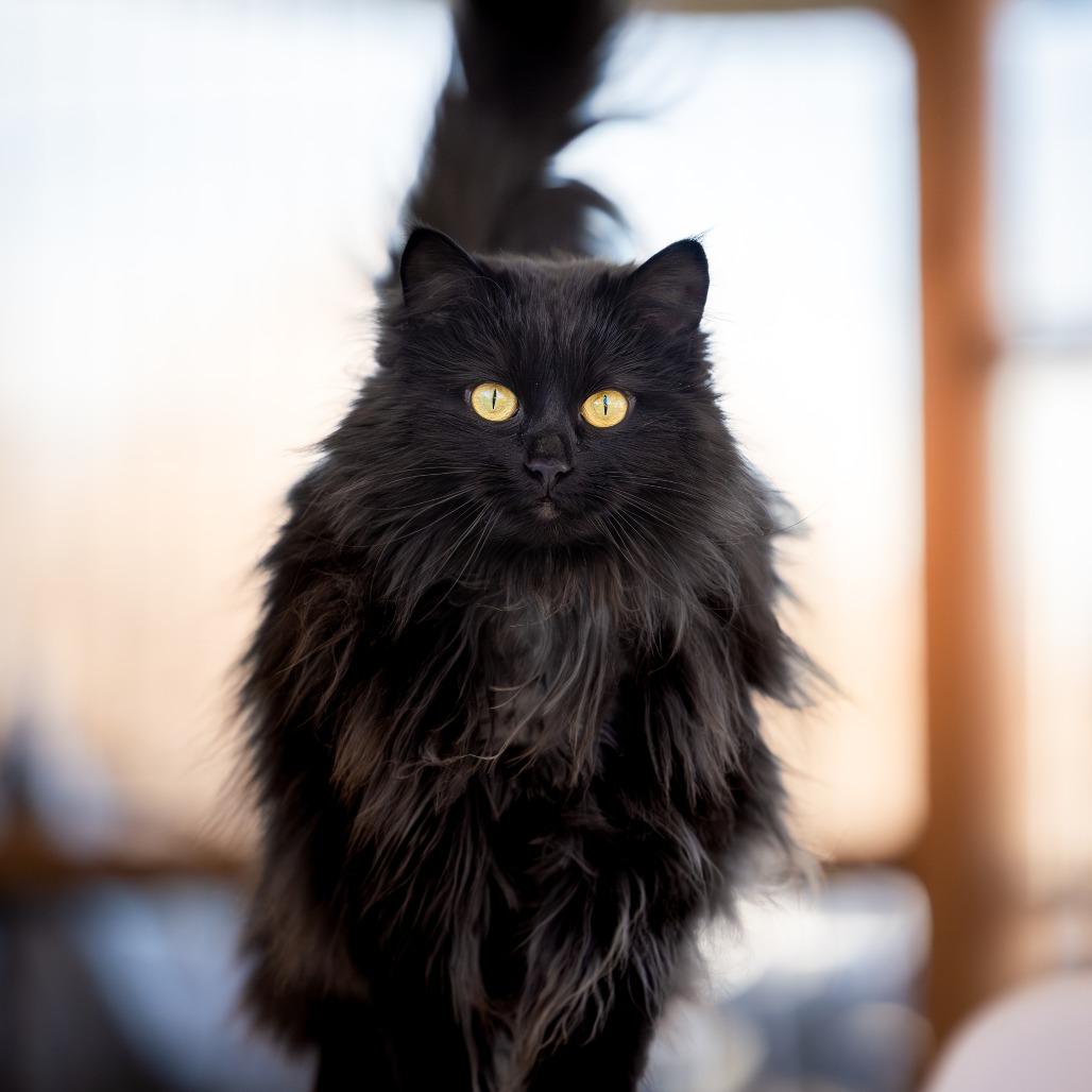 Midnight, Adoptable, Adult Female Domestic Long Hair.
