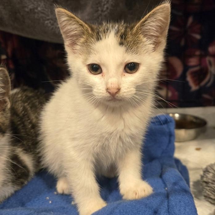 Harvey, Adoptable, Young Male Domestic Short Hair.