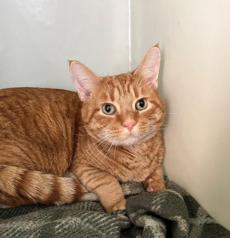 Miso, Adoptable, Adult Male Domestic Short Hair.