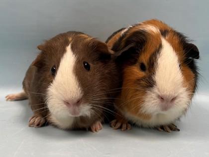 Delilah, Adoptable, Adult Female Guinea Pig.