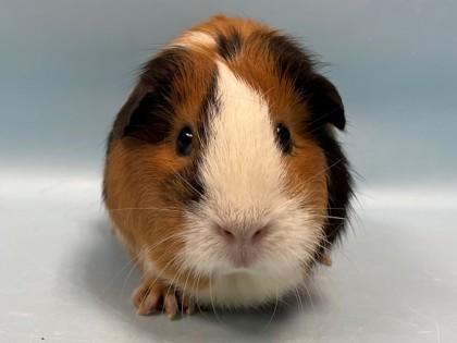 Enlarge Delilah, a Adoptable Guinea Pig in Coon Rapids, MN image 2/2