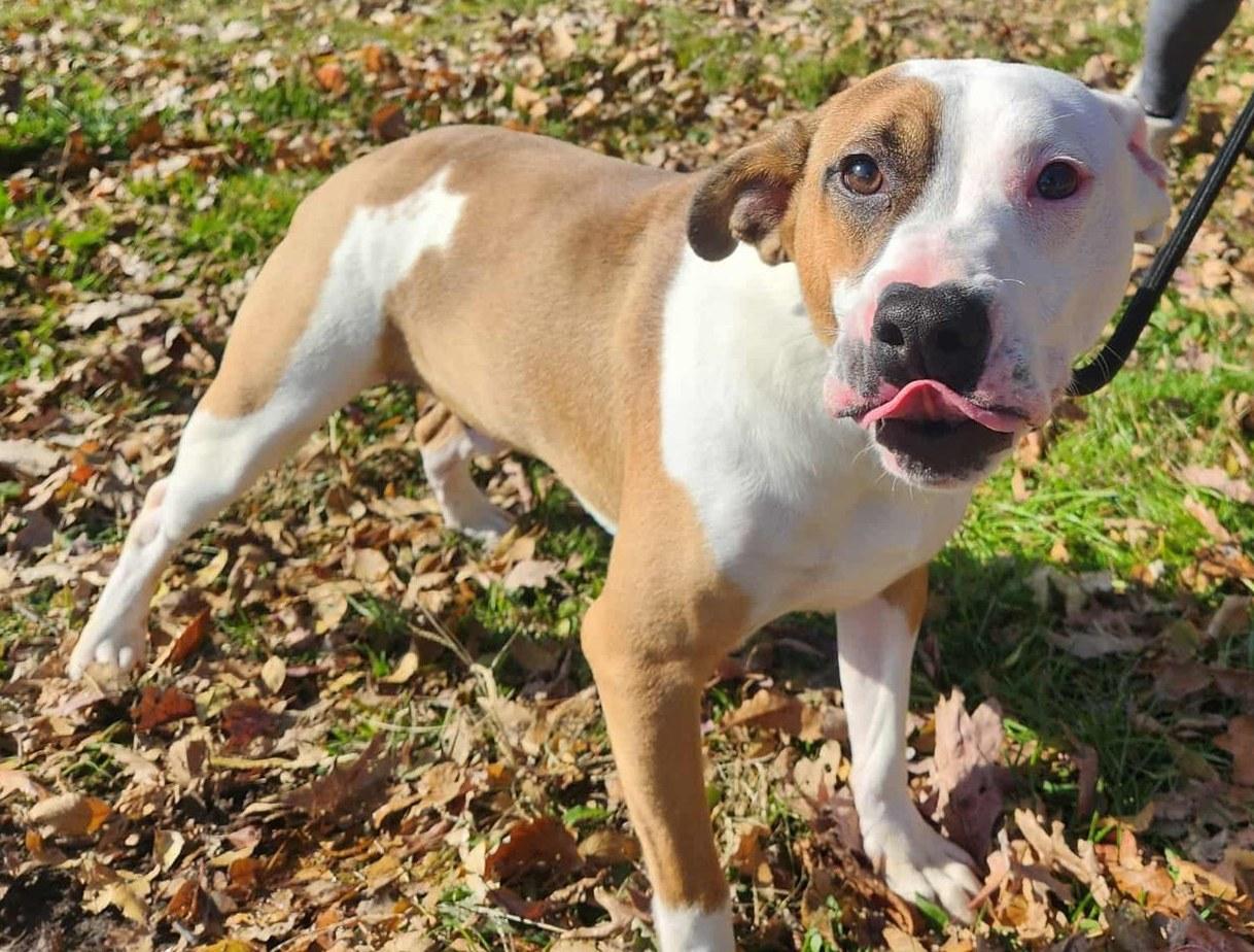 booker, Adoptable, Young Male American Staffordshire Terrier & Boxer.