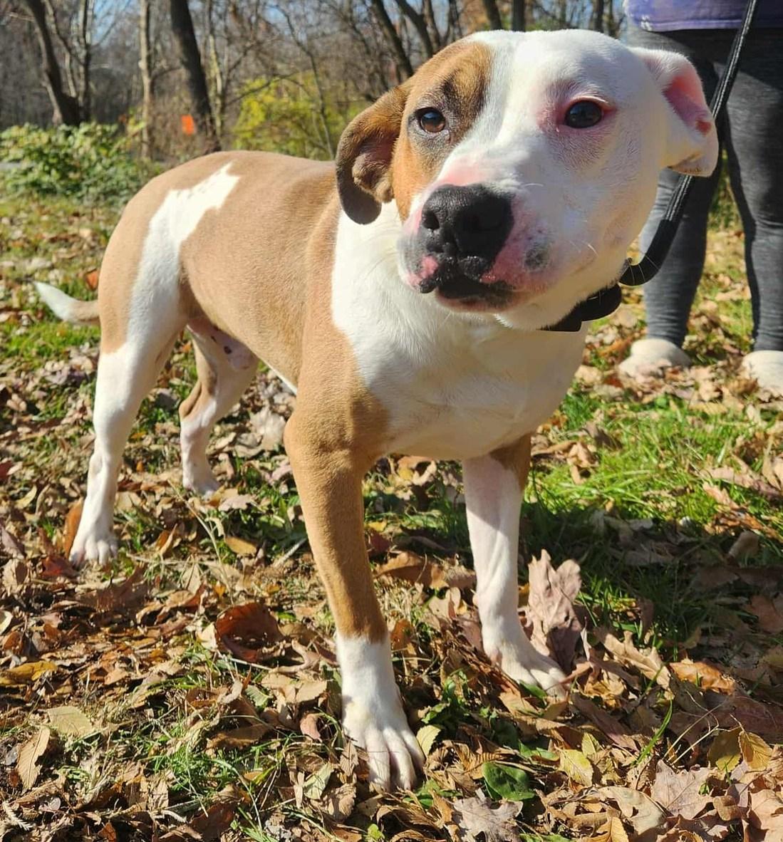 Enlarge booker, a Adoptable mixed breed in MARION, IN image 2/4
