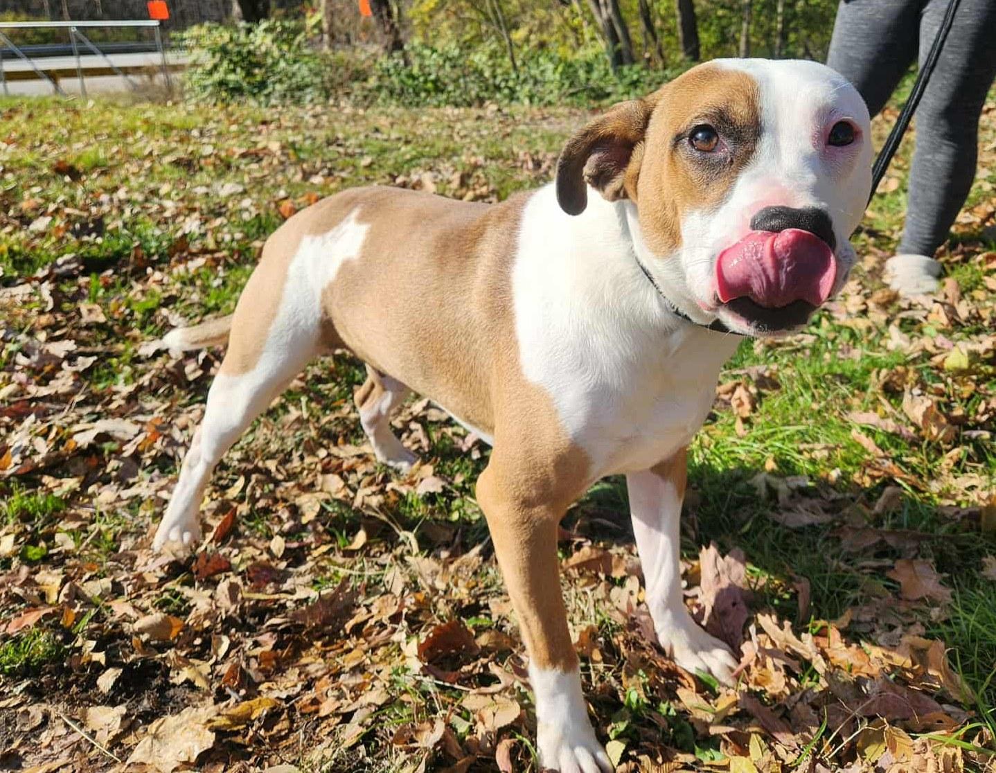 Enlarge booker, a Adoptable mixed breed in MARION, IN image 3/4