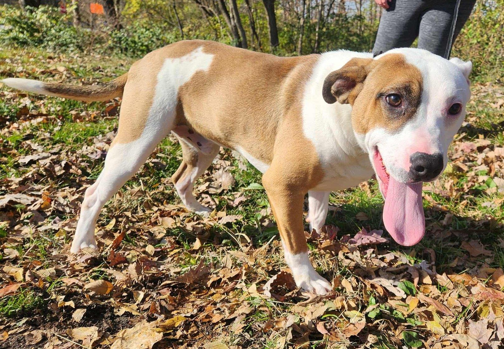 Enlarge booker, a Adoptable mixed breed in MARION, IN image 4/4