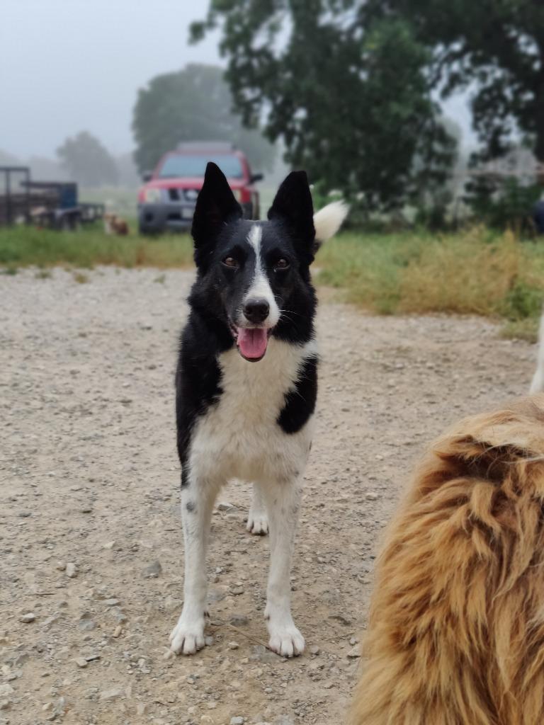Enlarge Mindy, a Adoptable Border Collie in The Woodlands, TX image 1/6