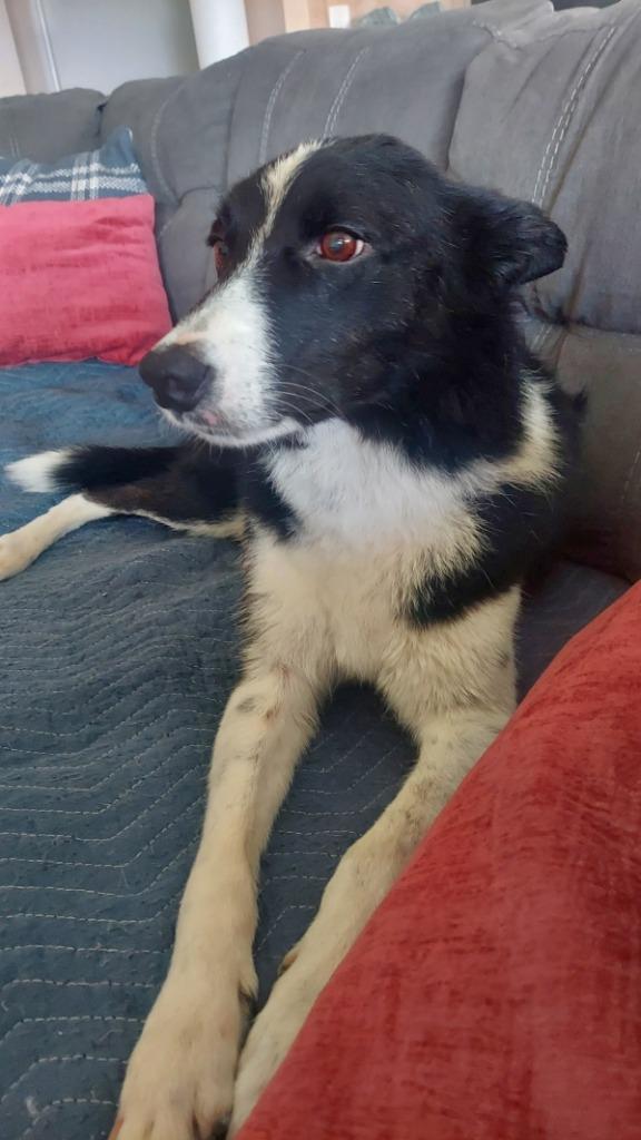 Mindy, Adoptable, Adult Female Border Collie.