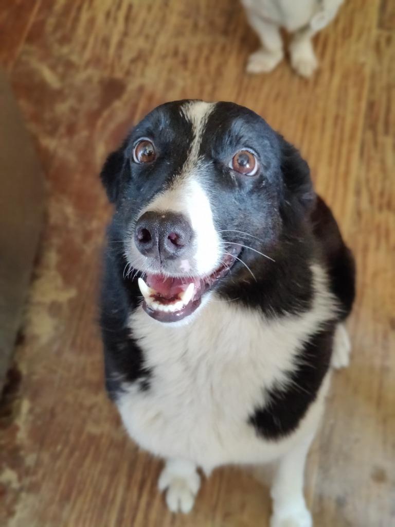 Enlarge Mindy, a Adoptable Border Collie in The Woodlands, TX image 3/6