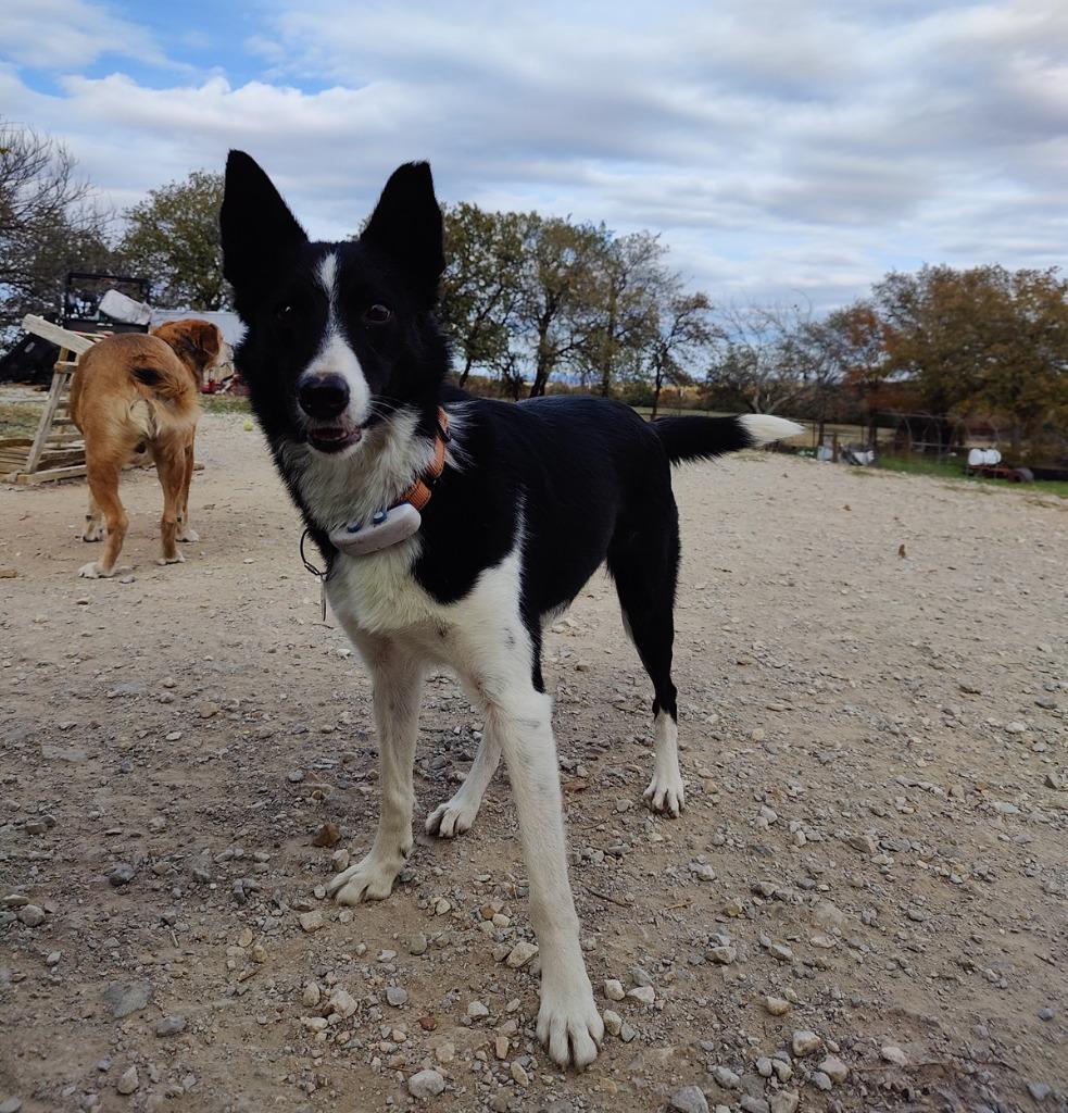 Enlarge Mindy, a Adoptable Border Collie in The Woodlands, TX image 4/6