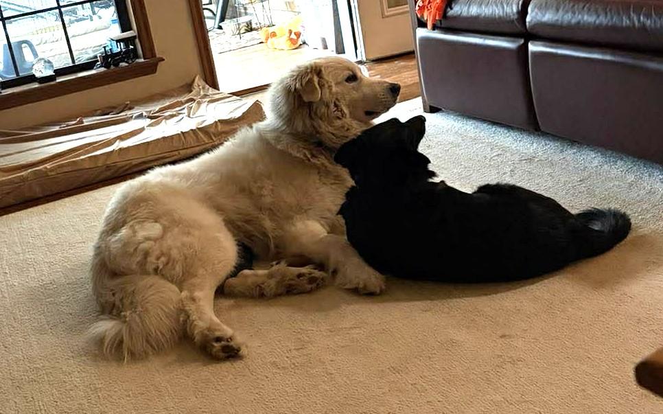 Enlarge Mazie Sue , a ADOPTABLE Great Pyrenees in Kiowa, OK image 5/6