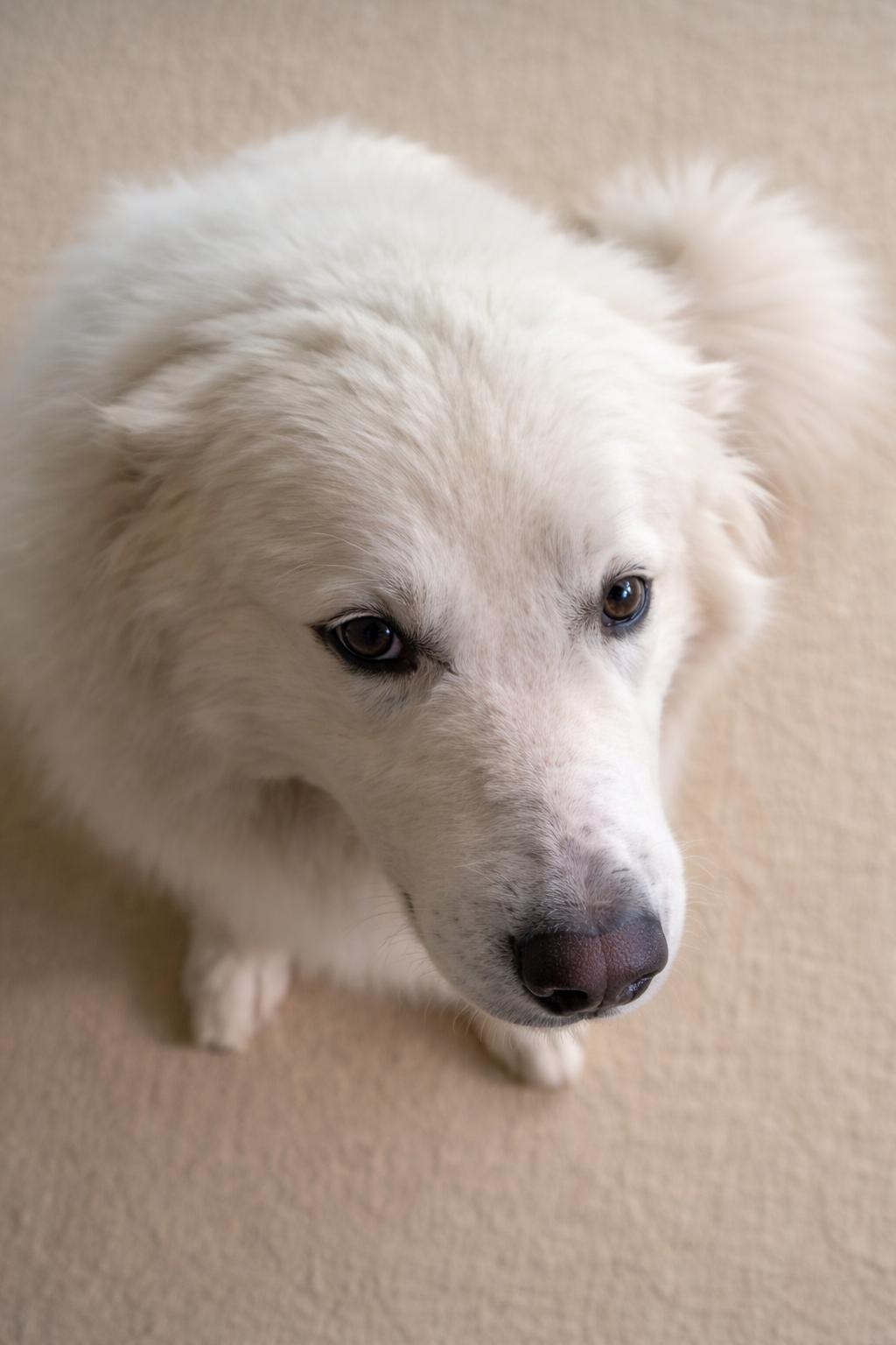 Enlarge Mazie Sue , a ADOPTABLE Great Pyrenees in Kiowa, OK image 4/6
