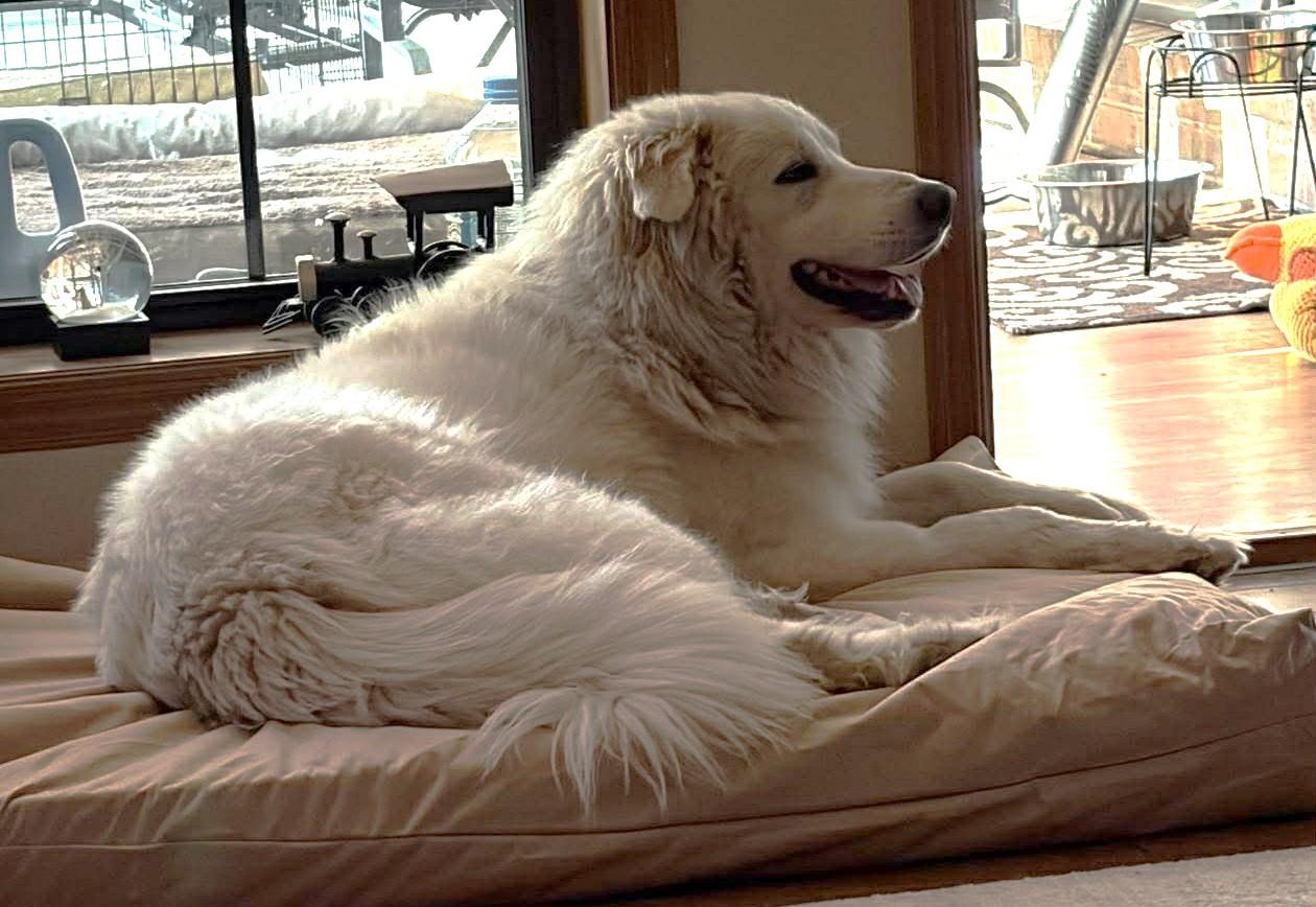 Enlarge Mazie Sue , a ADOPTABLE Great Pyrenees in Kiowa, OK image 2/6