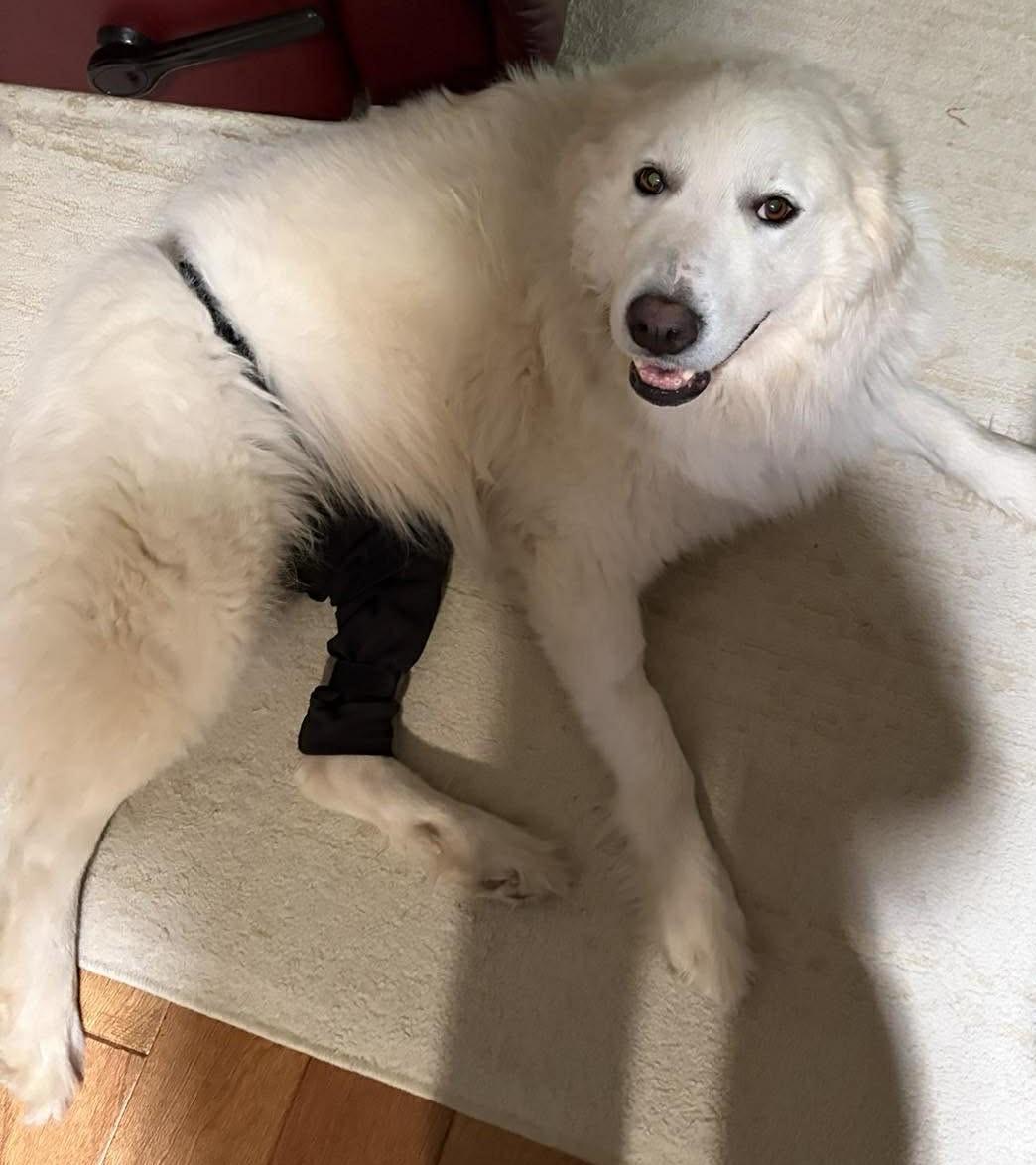 Enlarge Mazie Sue , a ADOPTABLE Great Pyrenees in Kiowa, OK image 6/6