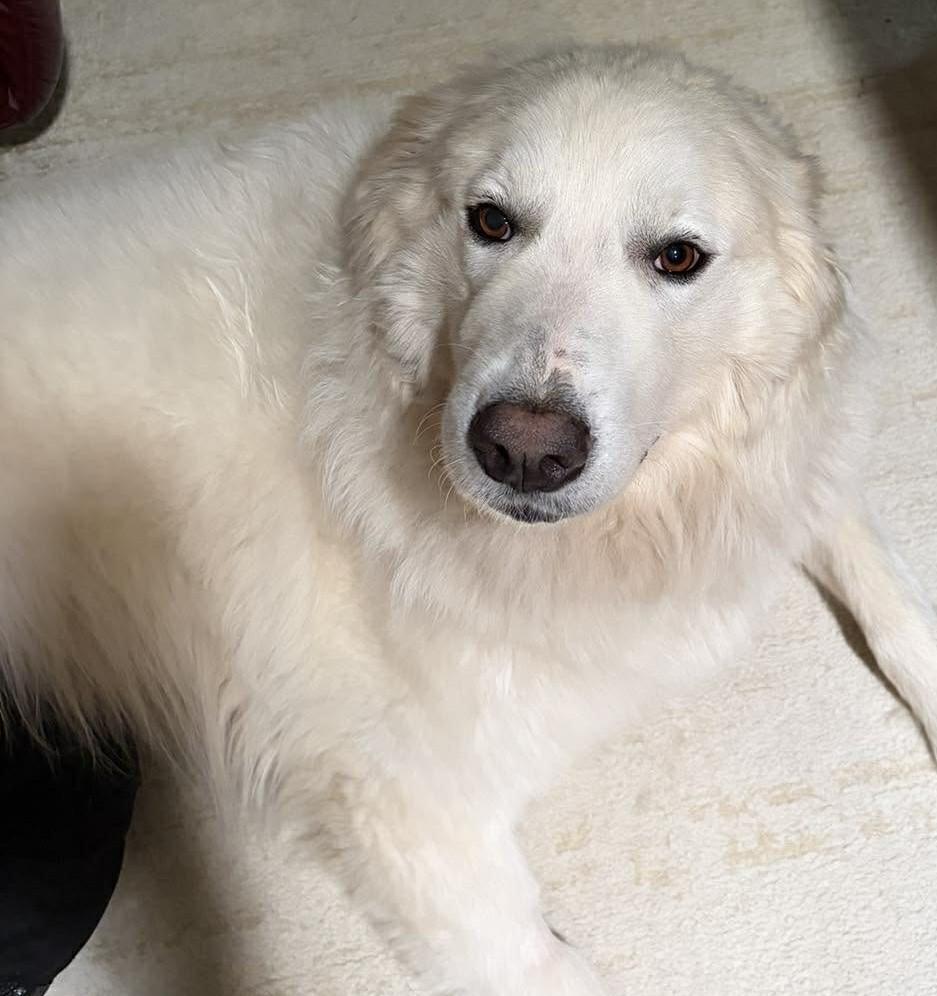 Enlarge Mazie Sue , a ADOPTABLE Great Pyrenees in Kiowa, OK image 3/6