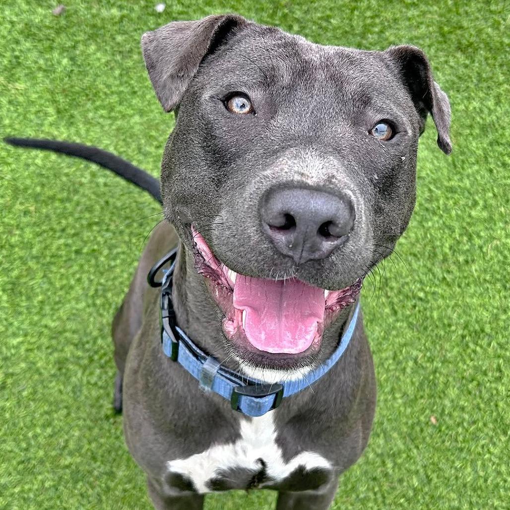 Dewgong, Adoptable, Adult Male American Staffordshire Terrier & Mixed Breed.