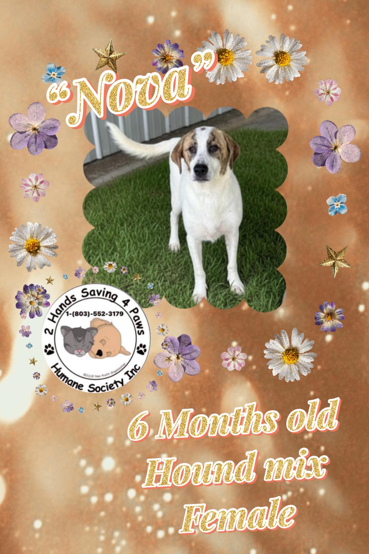 Enlarge Nova, a Adoptable mixed breed in Totowa, NJ image 1/3