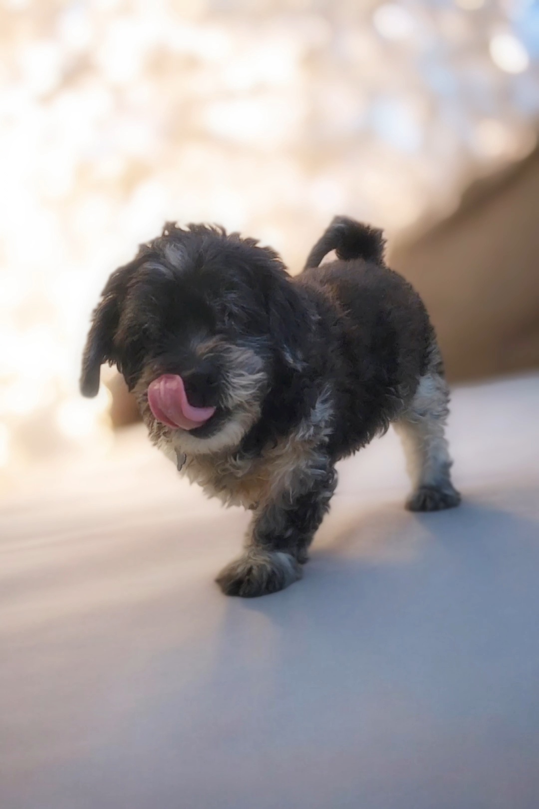 Enlarge Peggy, a Adopted mixed breed in Running Springs, CA image 1/1