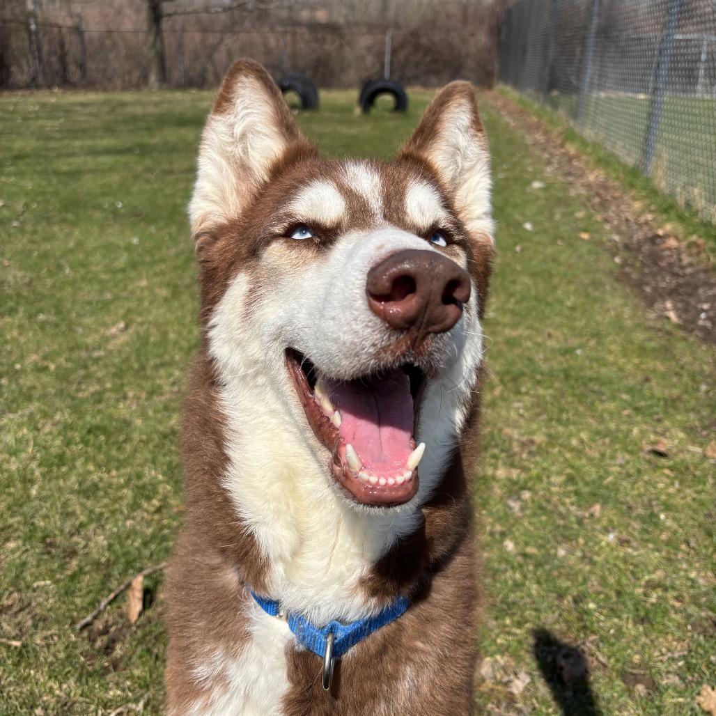 Enlarge Toby, a Adoptable Husky in Brookfield, WI image 2/6