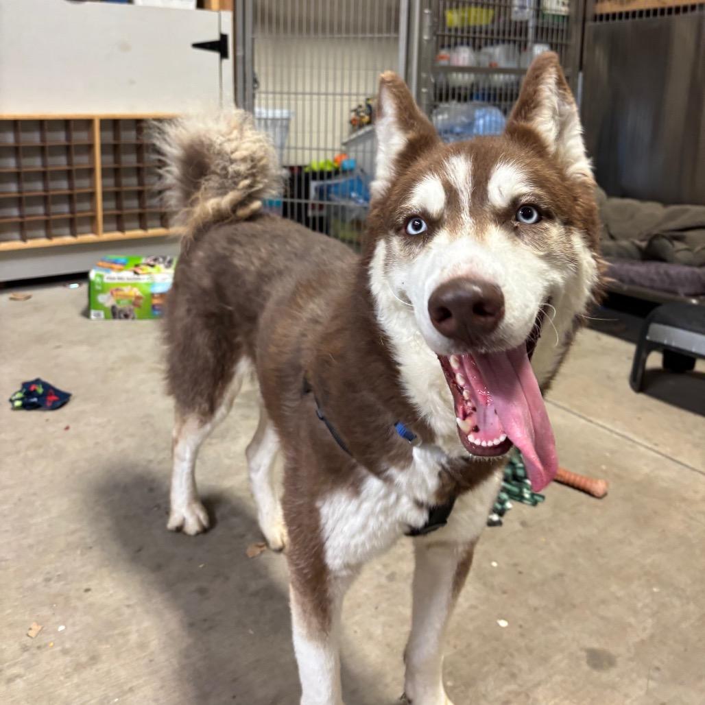 Enlarge Toby, a Adoptable Husky in Brookfield, WI image 3/6