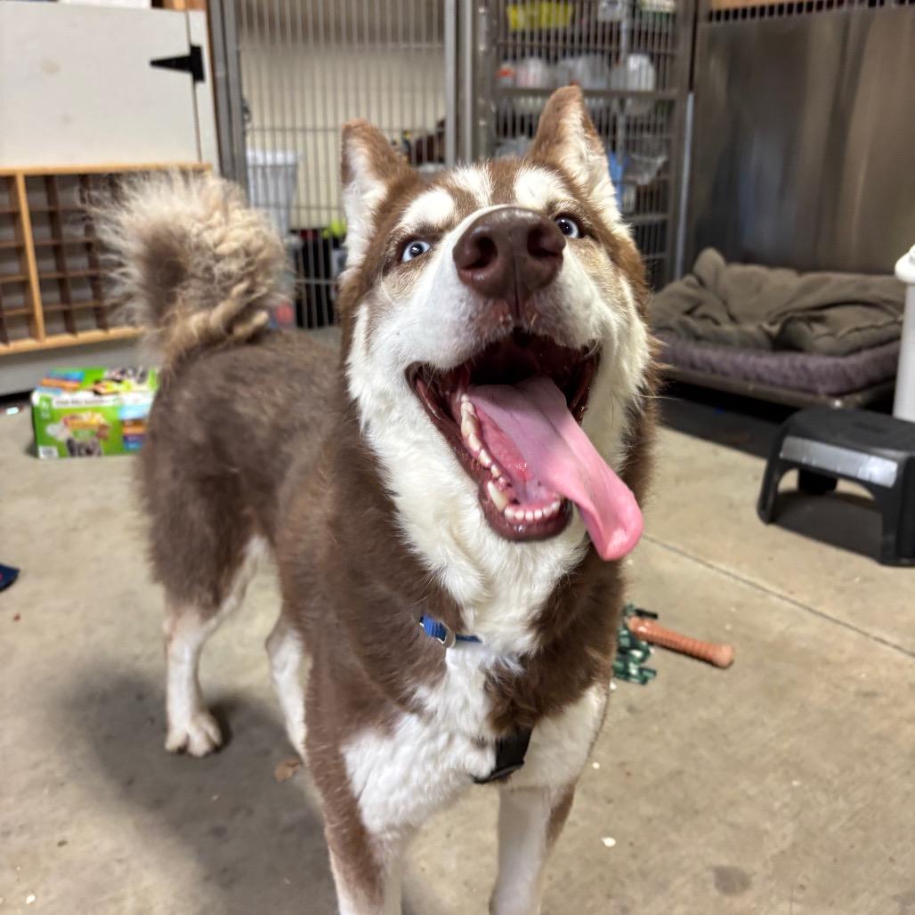Enlarge Toby, a Adoptable Husky in Brookfield, WI image 4/6