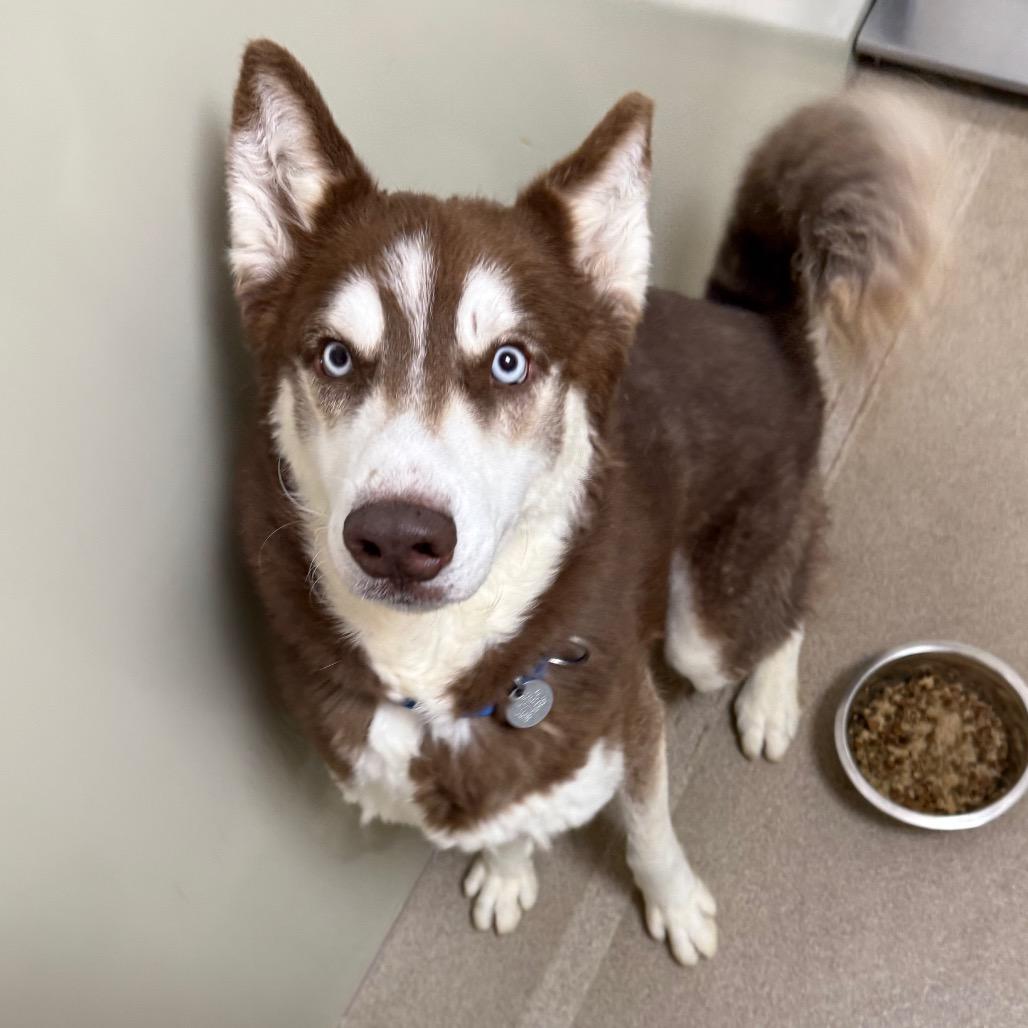 Enlarge Toby, a Adoptable Husky in Brookfield, WI image 5/6