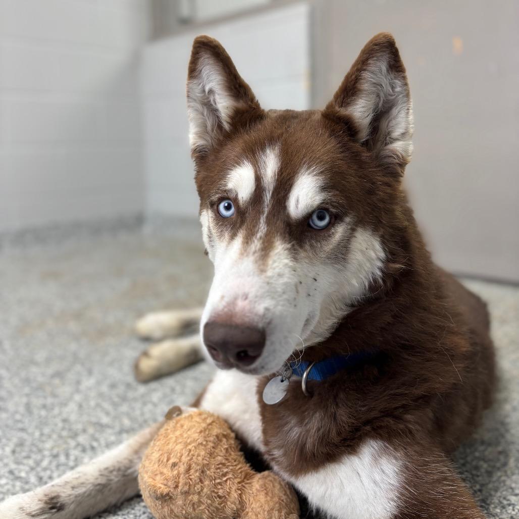 Enlarge Toby, a Adoptable Husky in Brookfield, WI image 6/6