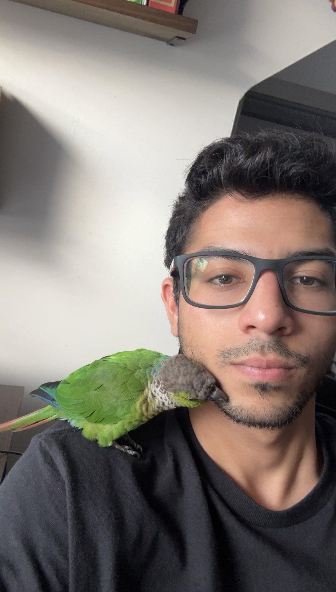 Enlarge Juju, a Adoptable Conure in Belford, NJ image 1/3