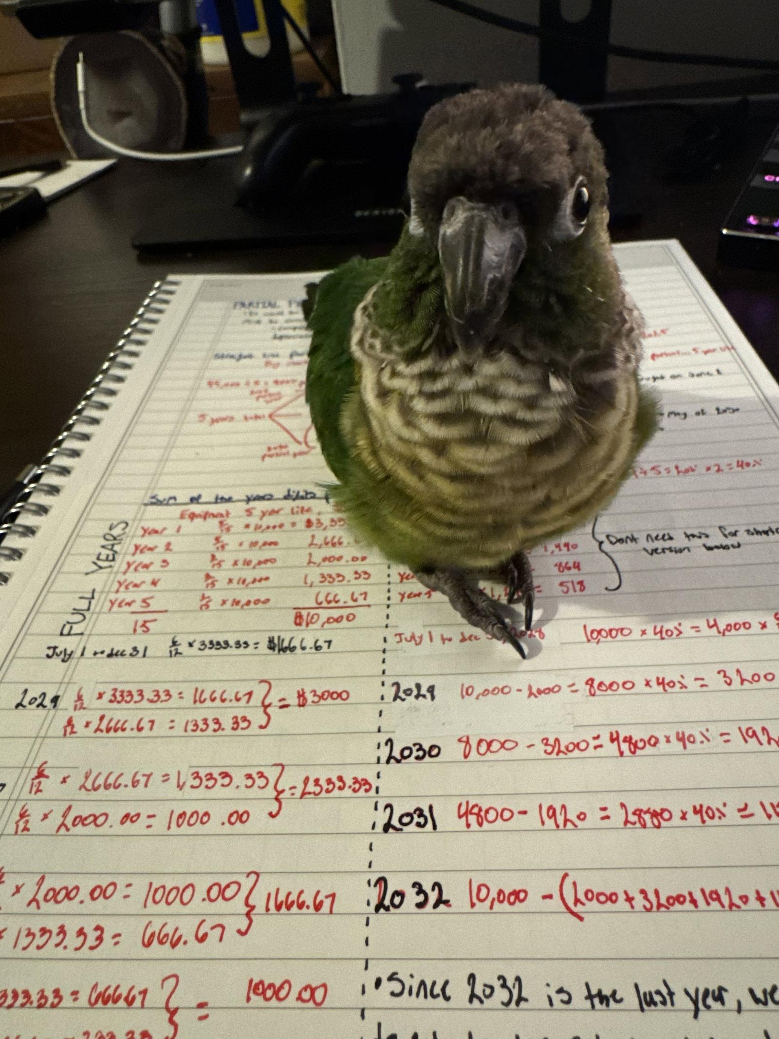 Enlarge Juju, a Adoptable Conure in Belford, NJ image 2/3