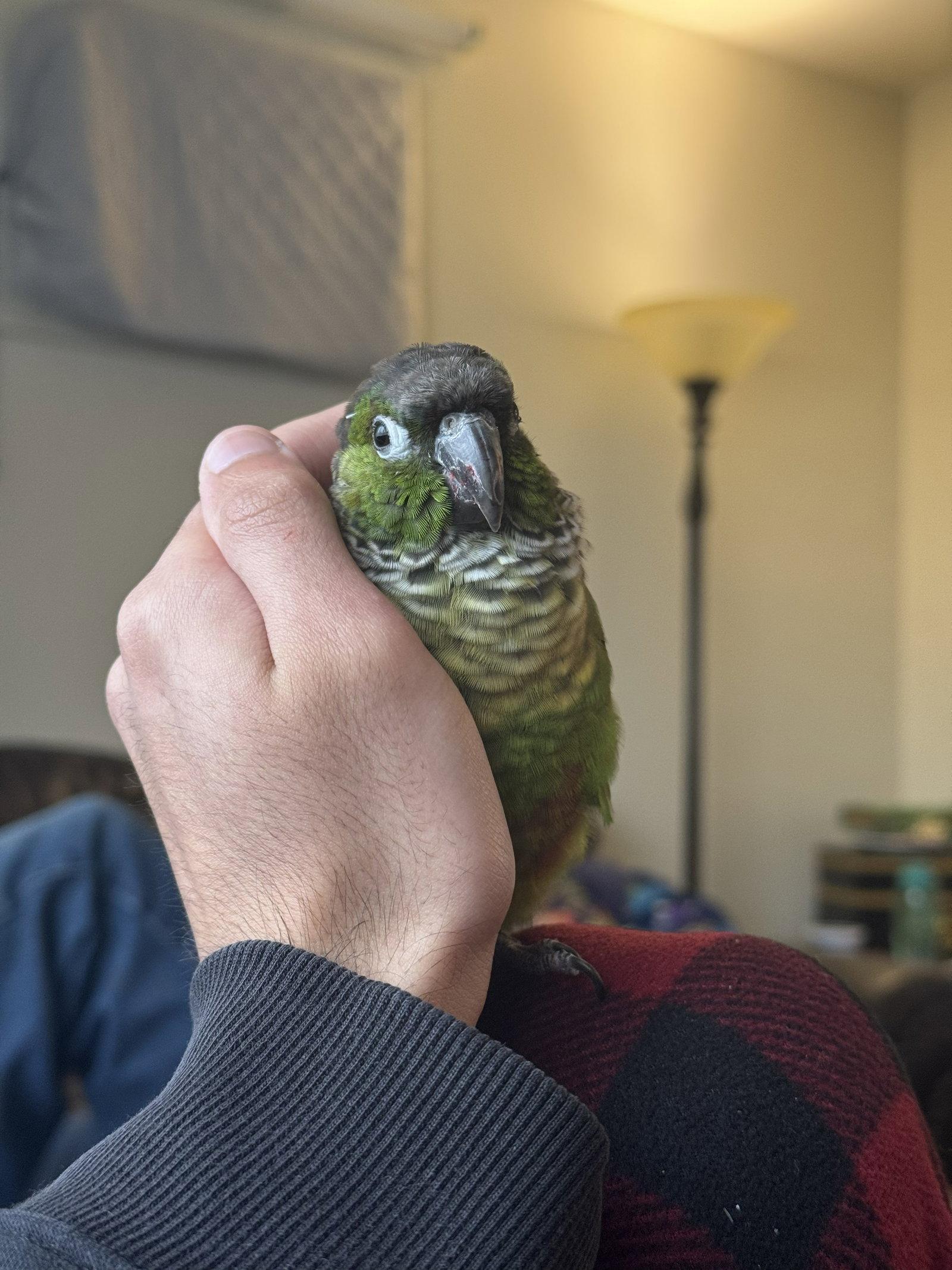 Enlarge Juju, a Adoptable Conure in Belford, NJ image 3/3