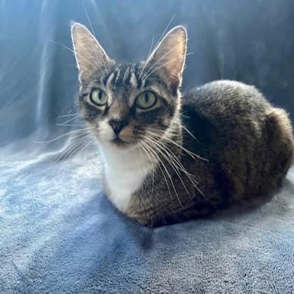Enlarge Strawberry Shortcake, a Adoptable mixed breed in East Montpelier, VT image 1/3